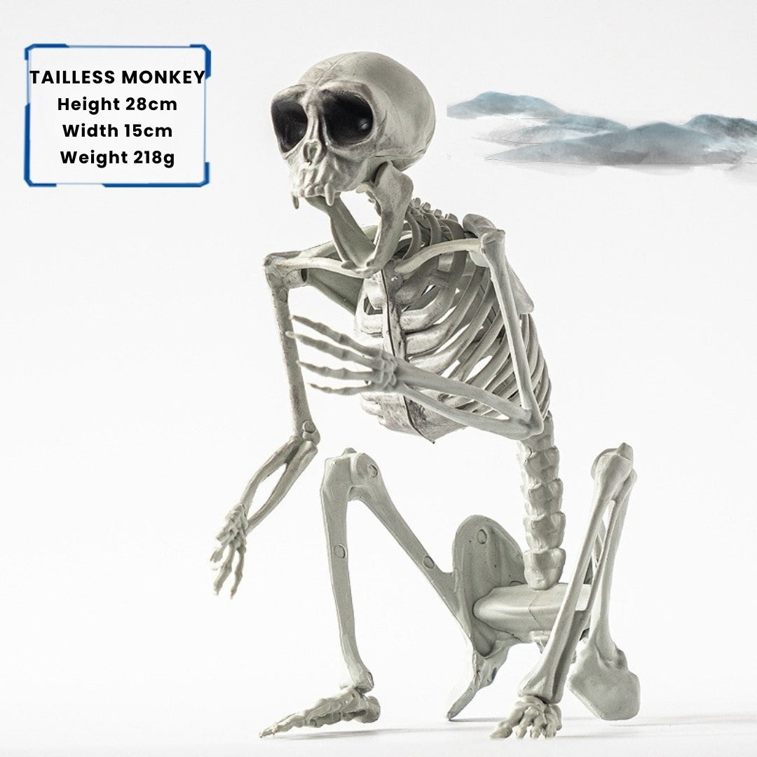 Skeletal model of a tailless monkey with dimensions and weight displayed.