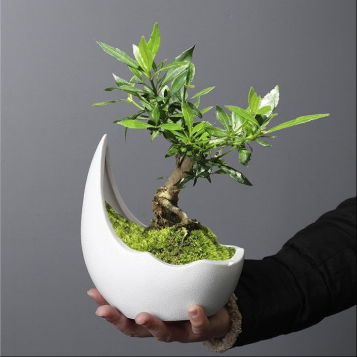 Crescent Moon Ceramic Pot Succulent Planter 